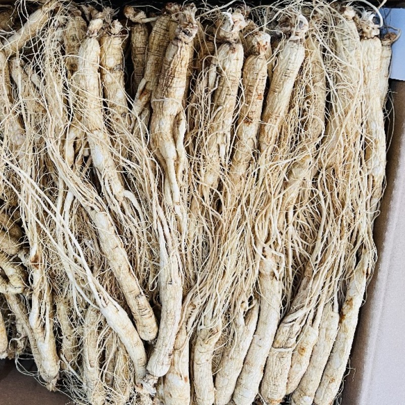 Organic Pine Nuts Manufacturer - Healthy Economical