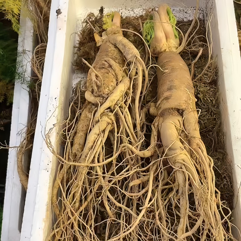 White Ginseng Root Manufacturer - Organic Top Grade