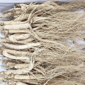 White Ginseng Root Factory - Quality Guaranteed