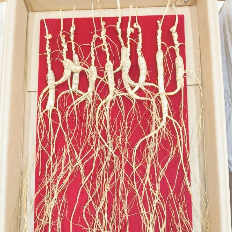 White Ginseng Stick Supplier - Raw Sundried Long