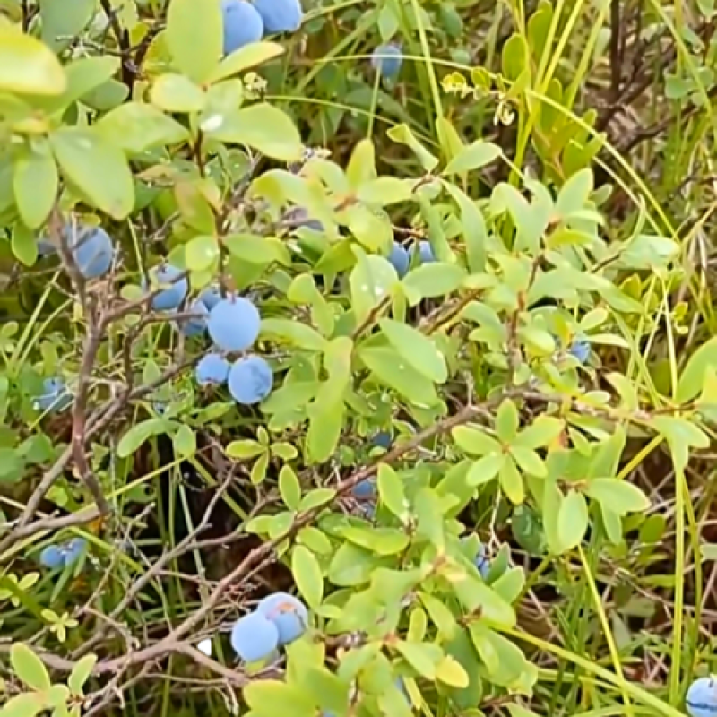 Dried Blueberries Factory - Natural Sweet Bulk
