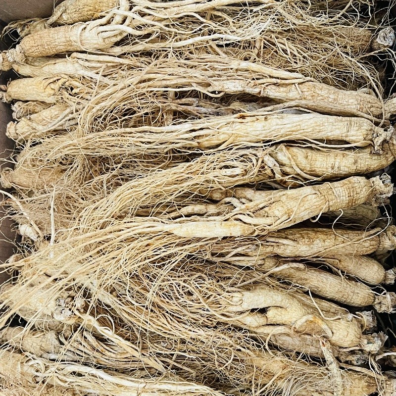 Dried Blueberries Factory - Bulk AD Process