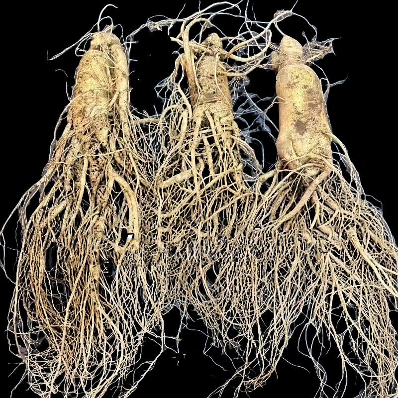 White Ginseng Root Manufacturer - Organic Top Grade
