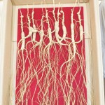 Forest-Grown Ginseng