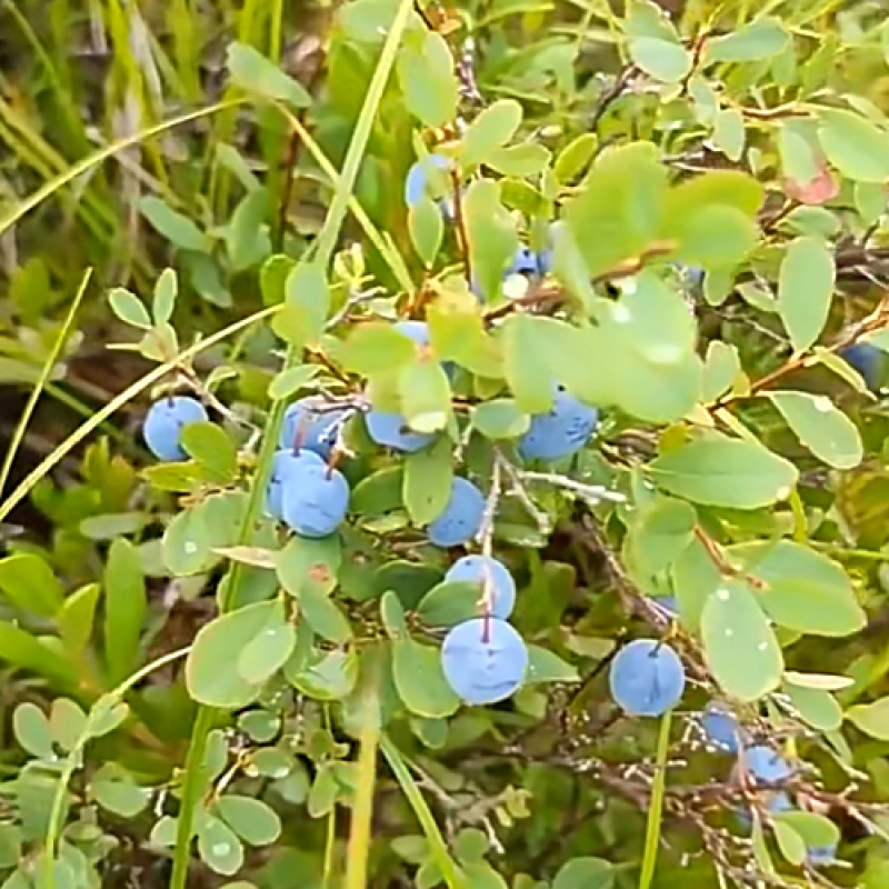 Fruit Tea Blends Factory - Wholesale Bagged Convenience