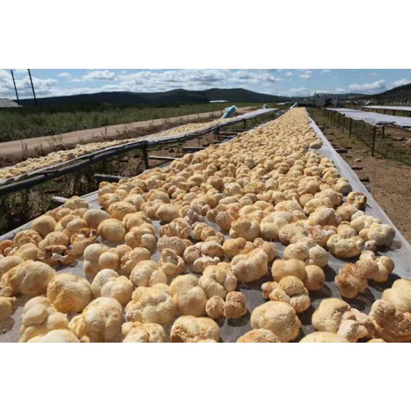 Lion's Mane Mushroom Factory - Raw Air Dried Spice