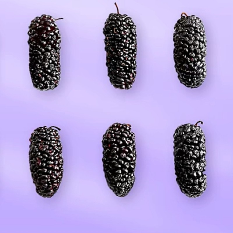 Organic Pine Nuts Factory - 24 Months Shelf Life