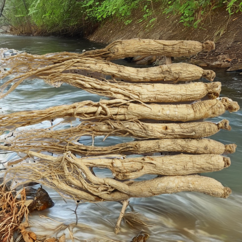 Dried Ginseng Root Factory - Wholesale Bag