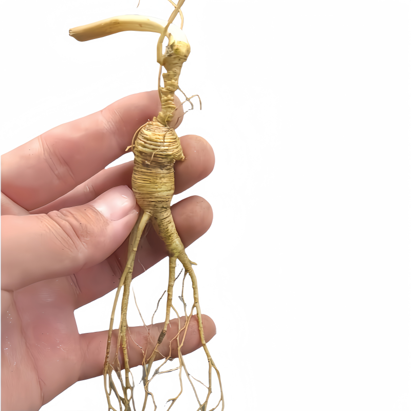 White Ginseng Roots Supplier - High Quality Customizable