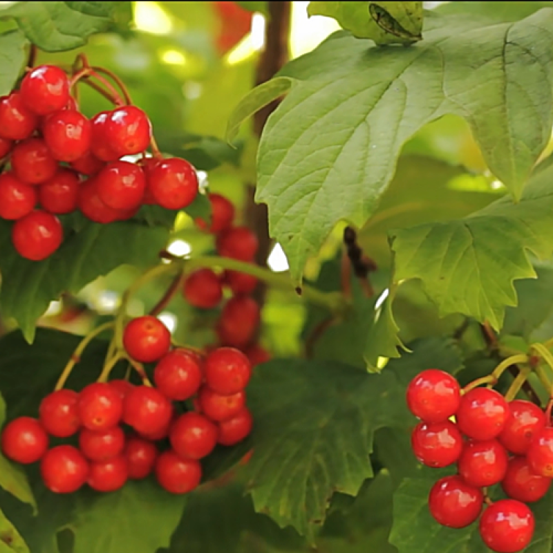 Fruit Infusion Tea Bags Supplier - Freeze Dried Variety