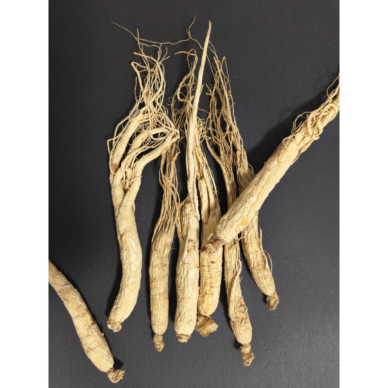 Panax Ginseng Root Manufacturer - Organic Wild