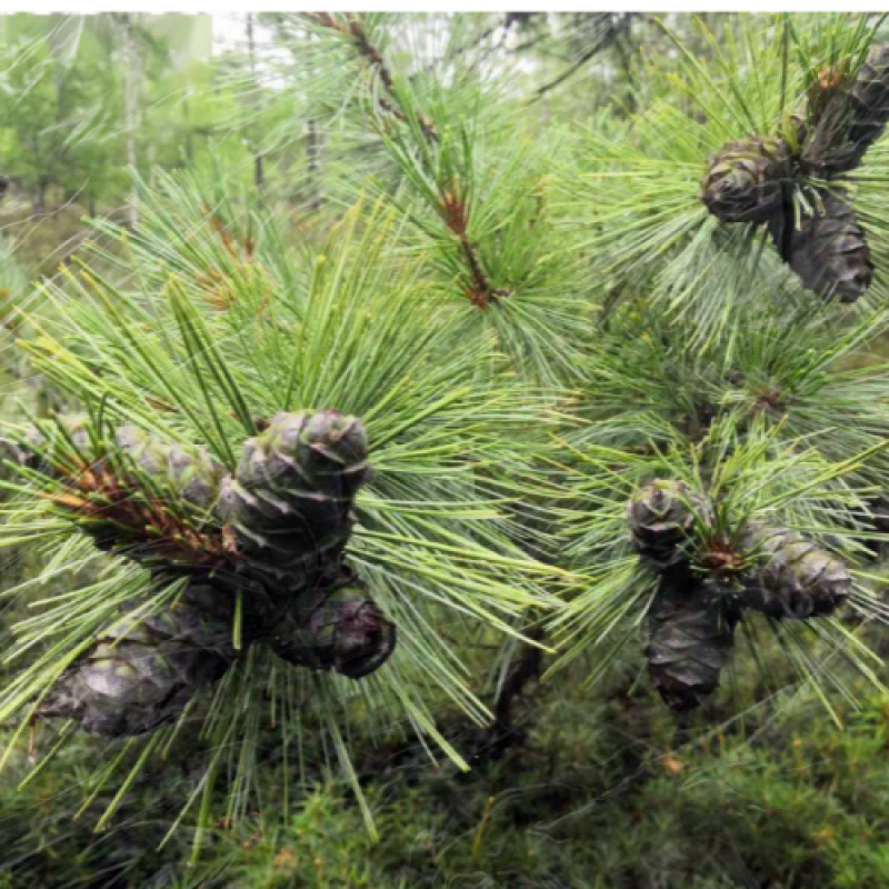 Organic Pine Nuts Supplier - Jilin Roasted Nut