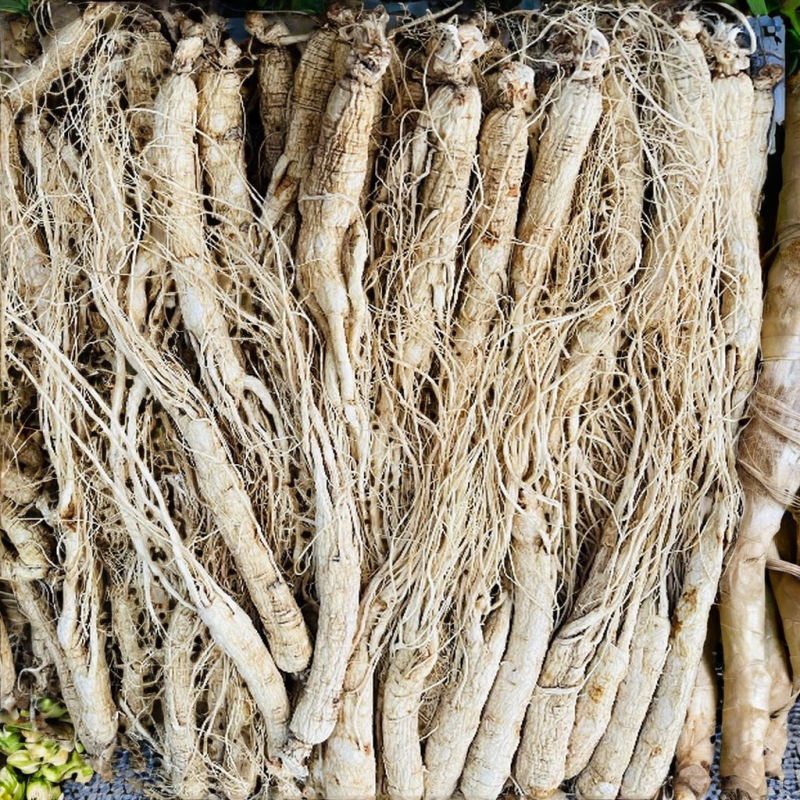 Organic Pine Nuts Manufacturer - Healthy Economical