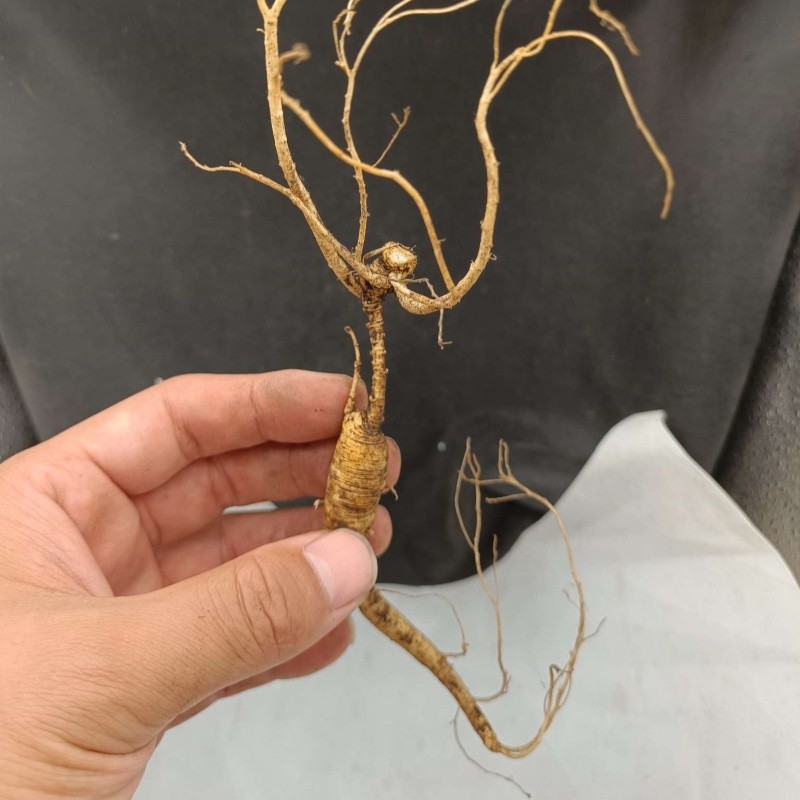 Dried Ginseng Root Supplier - Competitive Price