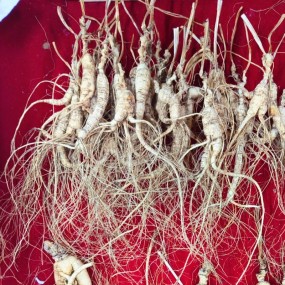 Panax Ginseng Root Manufacturer - High Quality Raw