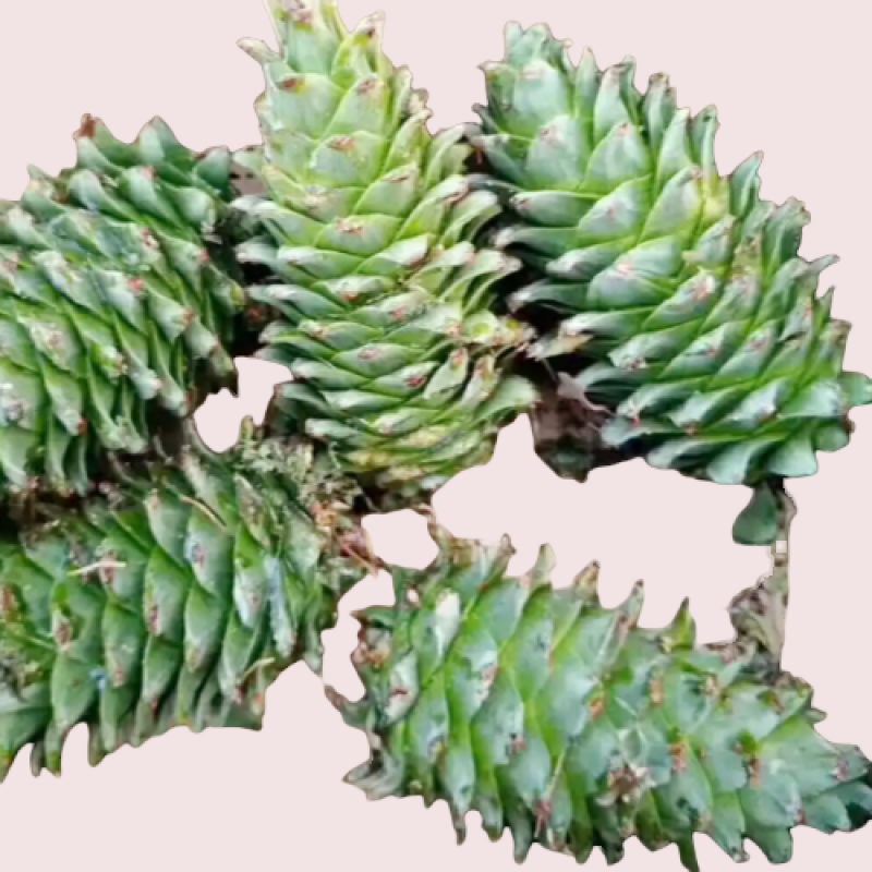 Organic Pine Nuts Manufacturer - Healthy Premium Snack