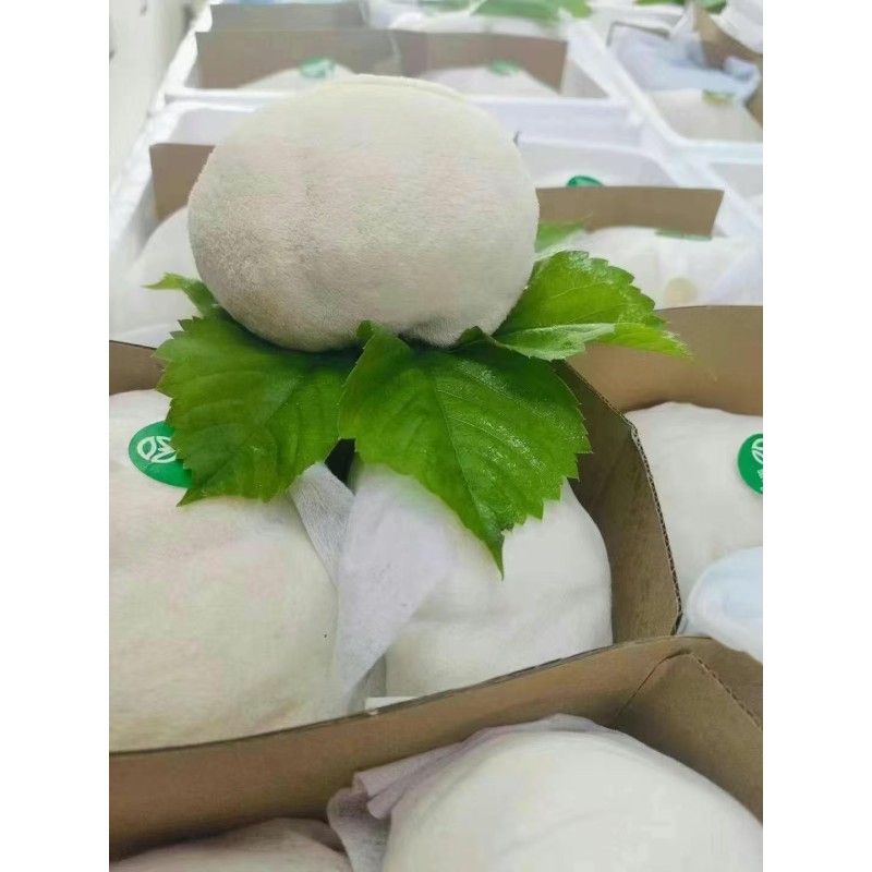 Lion's Mane Mushroom Factory - Raw Air Dried Spice