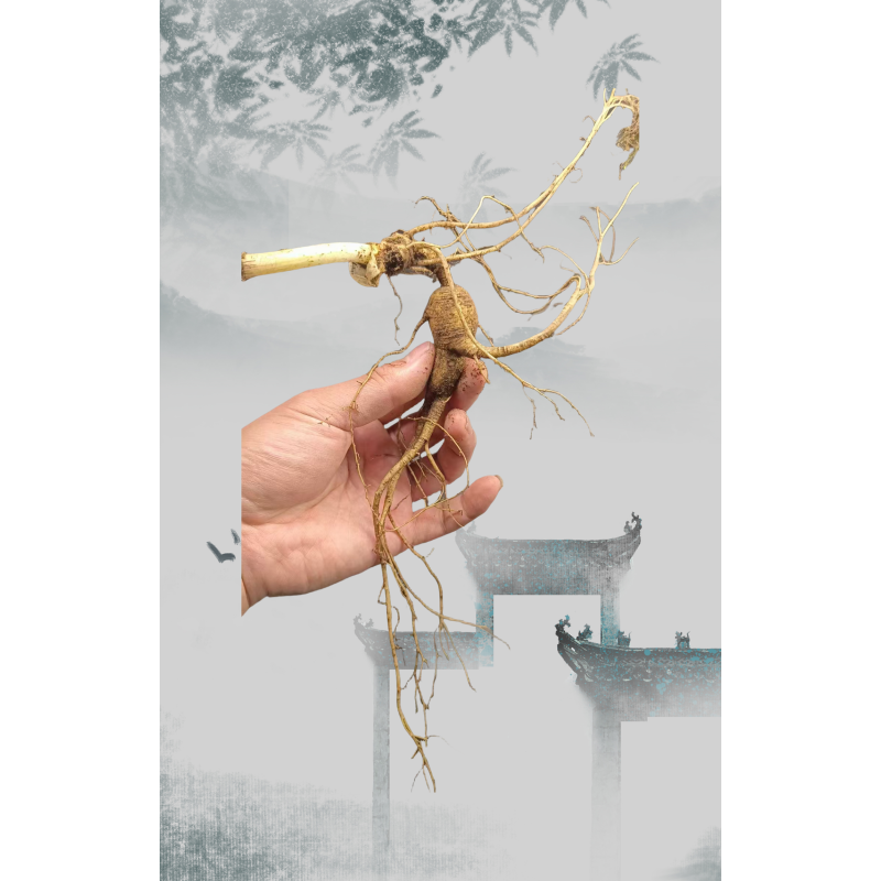 Panax Ginseng Root Manufacturer - High Quality Raw