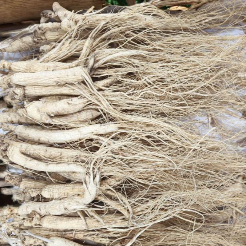 Dry Ginseng Factory - Excellent Price Bitter