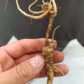 Dried Ginseng Root Supplier - Competitive Price