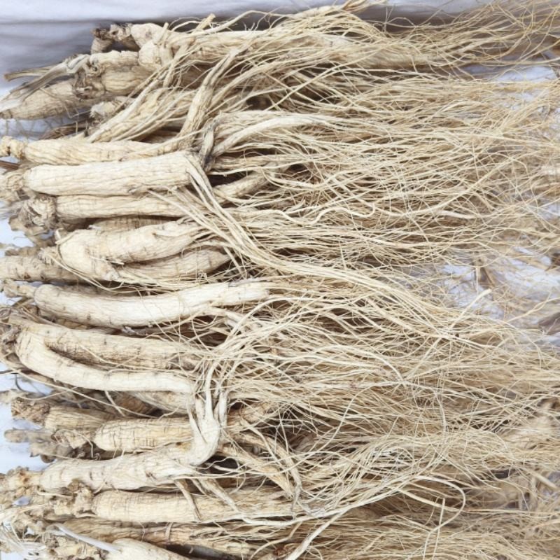 White Ginseng Factory - Special Offer Men
