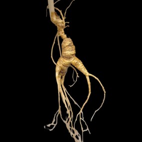 White Ginseng Factory - Wholesale Food Grade