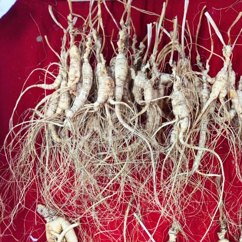 Food Grade Ginseng Manufacturer - Jilin Origin