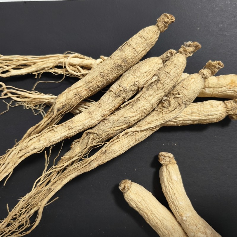 Panax Ginseng Root Factory - 5 Years Old