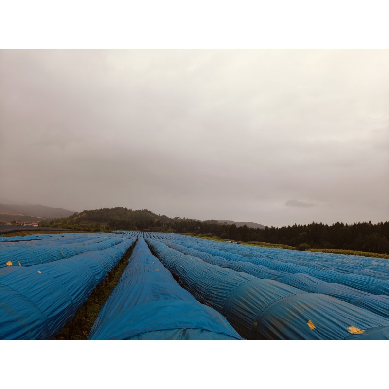 Raw Ginseng Supplier - Wholesale Dried Style