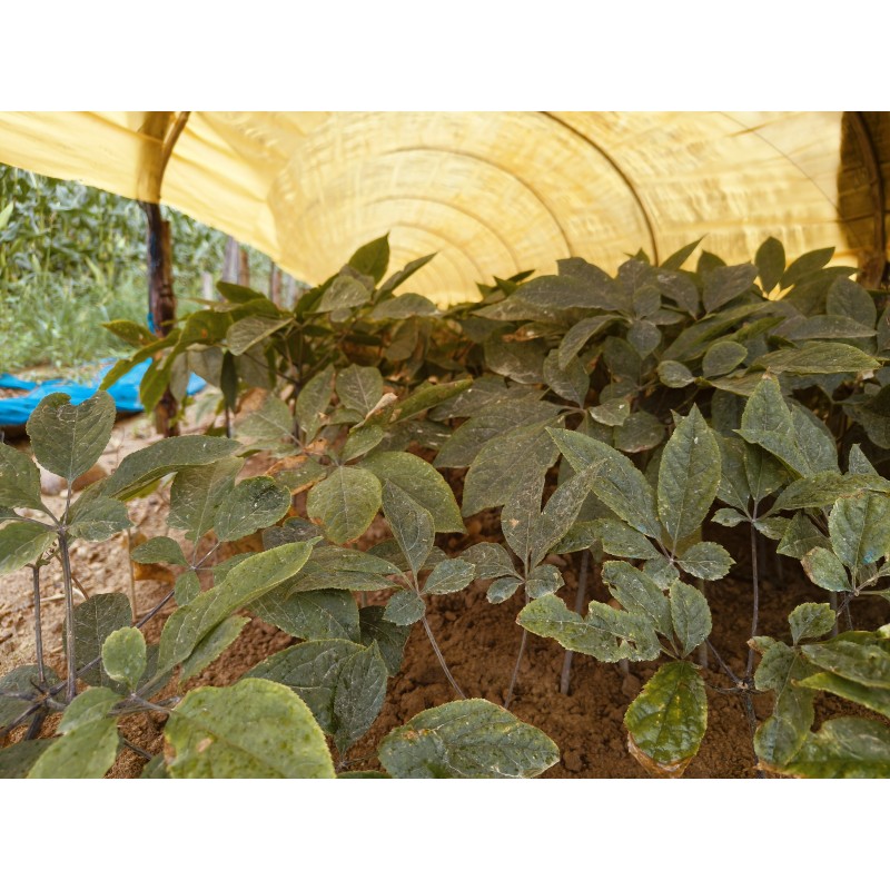 Raw Ginseng Supplier - Wholesale Dried Style