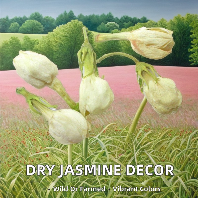 White Ginseng Root Factory - Organic Fresh Raw