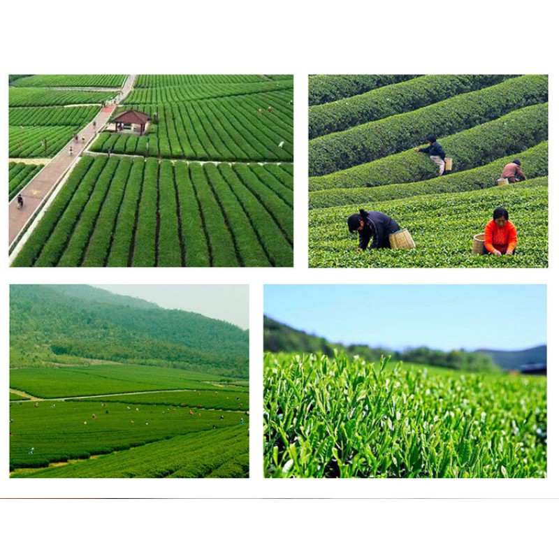 Health Tea Supplier - Tropical Artistic Freeze