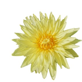 Osmanthus Tea Manufacturer - Dried Fragrans Herb