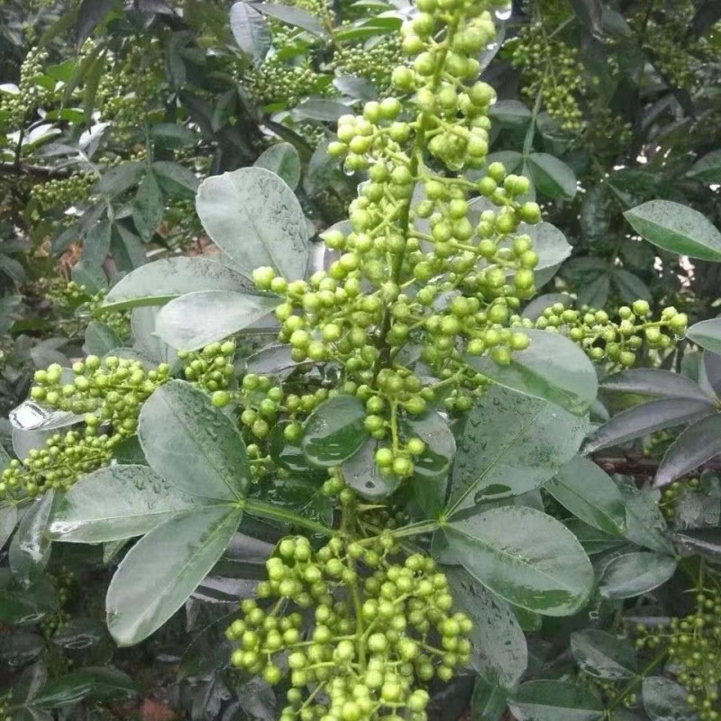 Sichuan Pepper Manufacturer - Chinese Spices Hua Jiao Bulk