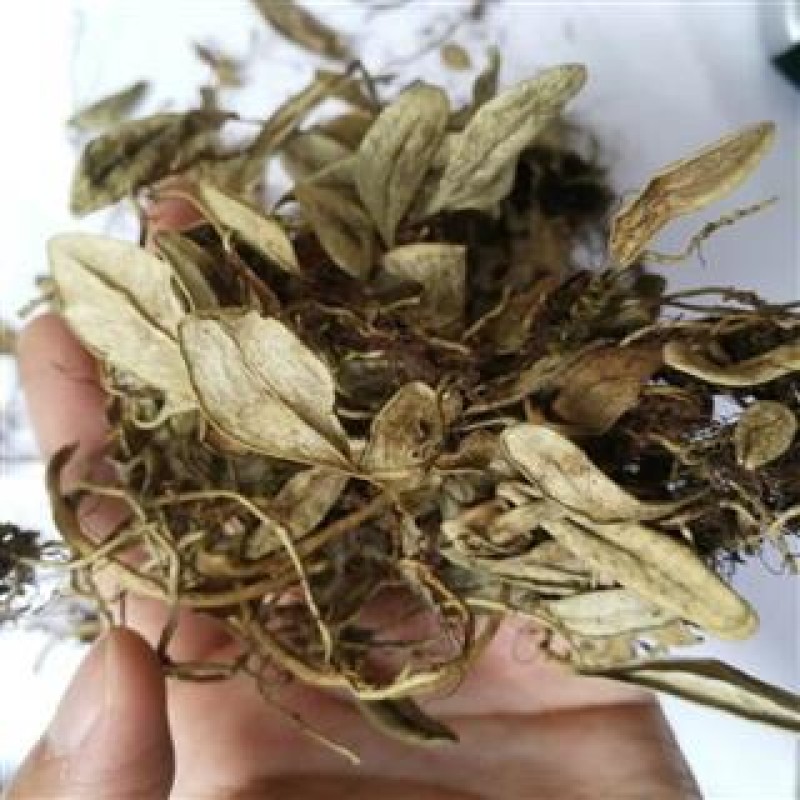 Bearberry Leaves Manufacturer - Lingonberry Leaf Herbal