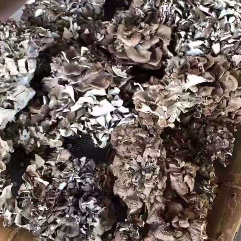 Mushroom Supplier - Dancing Variety Dried Natural