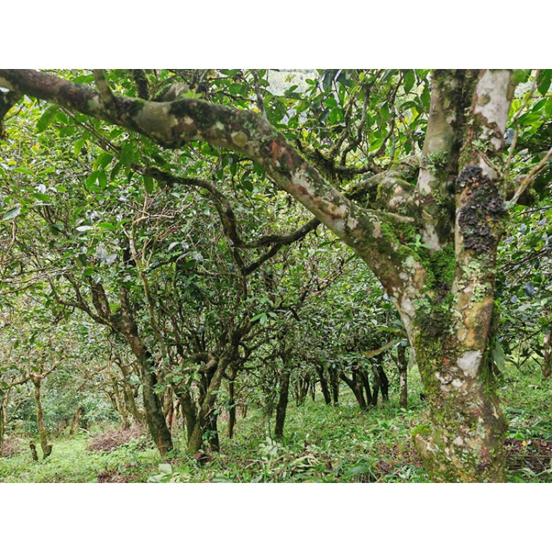 White Tea Manufacturer - Fuding Shoumei Loose