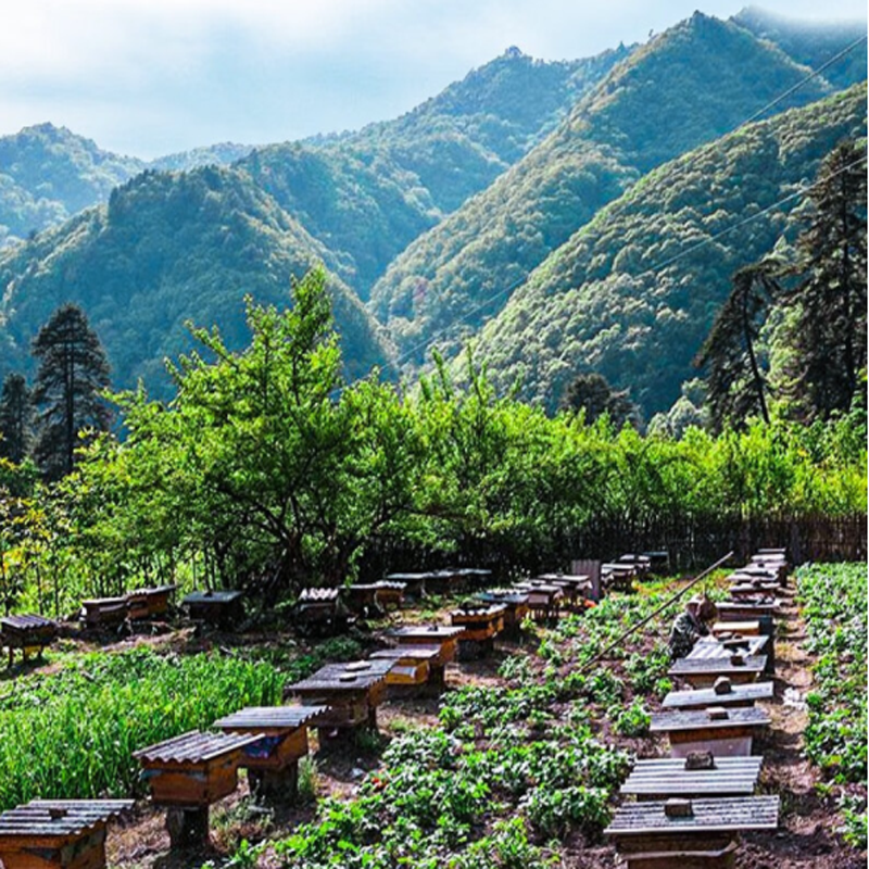 Flower Honey Manufacturer - Organic Pure Natural Sweet