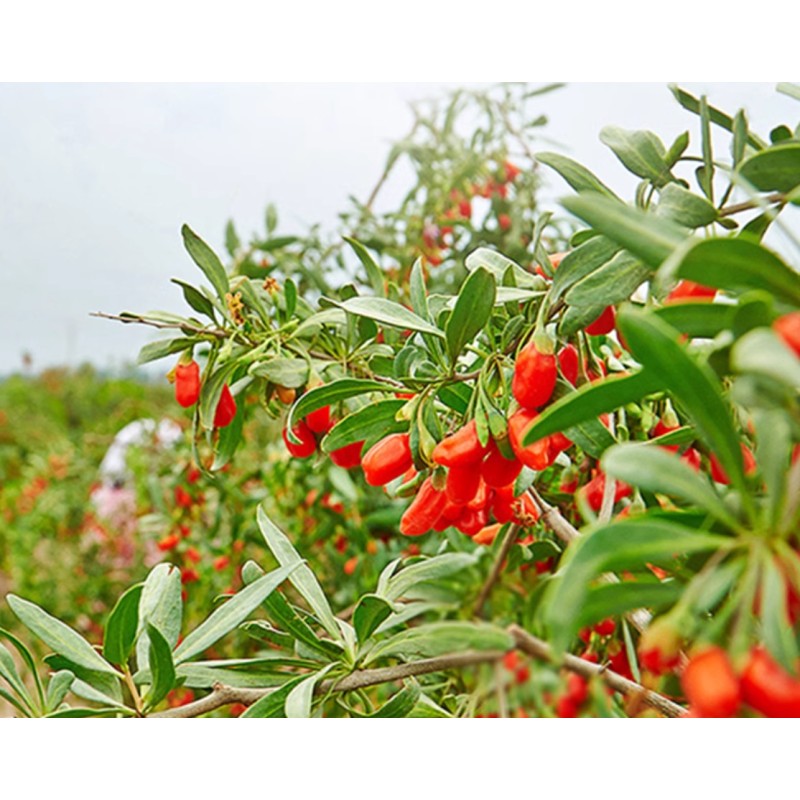 Blooming Tea Factory - Wolfberry Herbal Infusion 100g