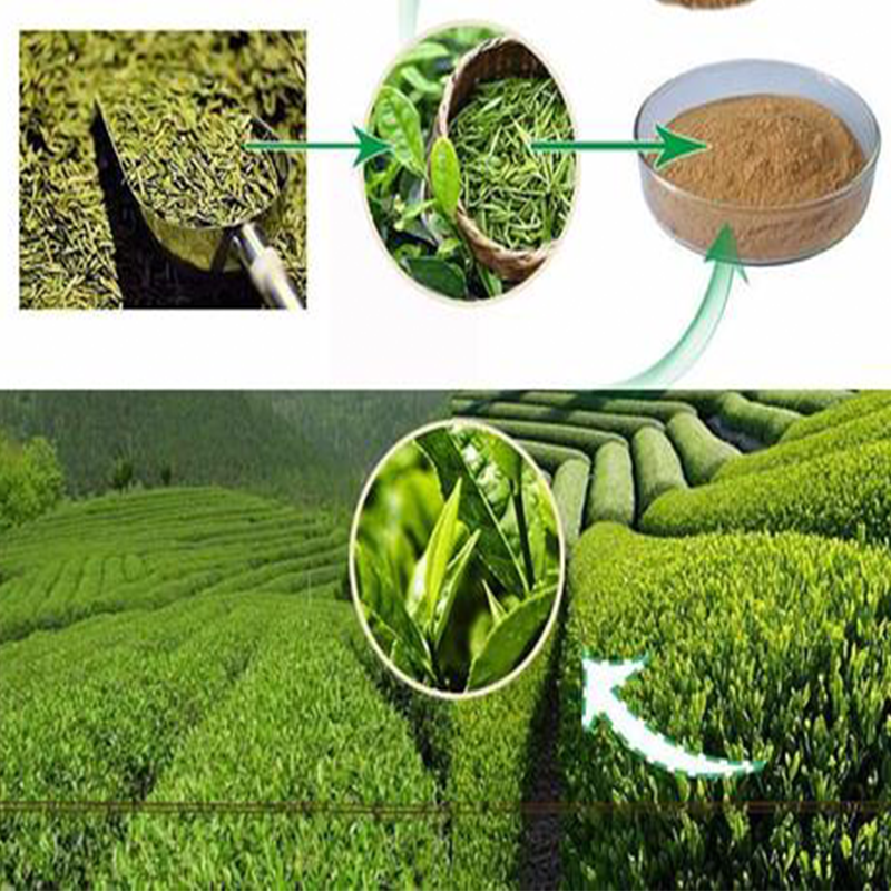 Matcha Powder Factory - Organic Green Tea Soluble