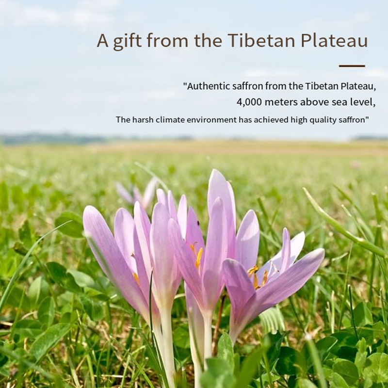 Saffron Supplier - Natural Stigmas Herbal Supplement