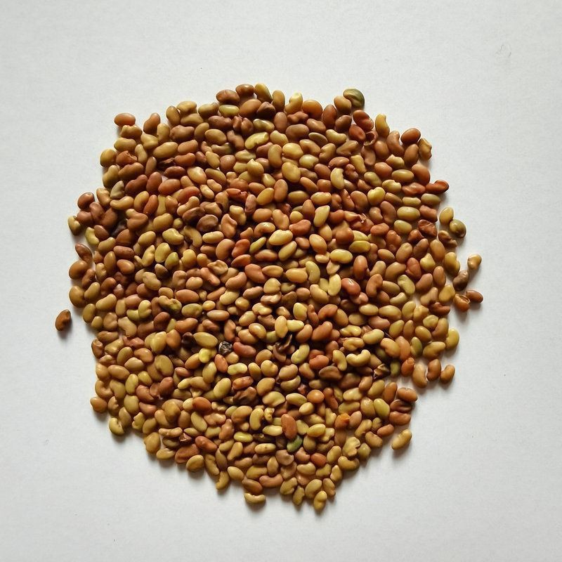 Alfalfa Seeds Supplier - Bird Food Grain Bulk