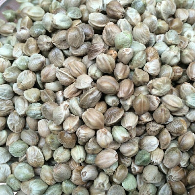 Hemp Seeds Supplier - Animal Feed Bird Grain