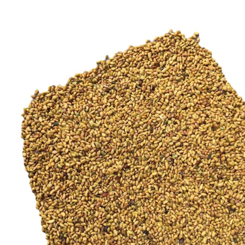 Alfalfa Seeds Supplier - Bird Food Grain Bulk