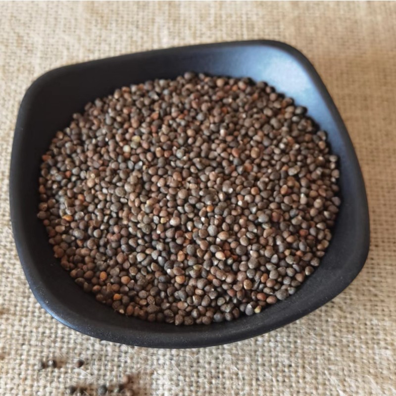 Perilla Seeds Supplier - Bird Fodder Wholesale
