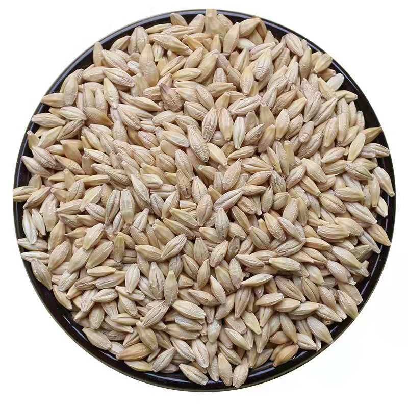 Barley Feed Manufacturer - Malt Grain Poultry
