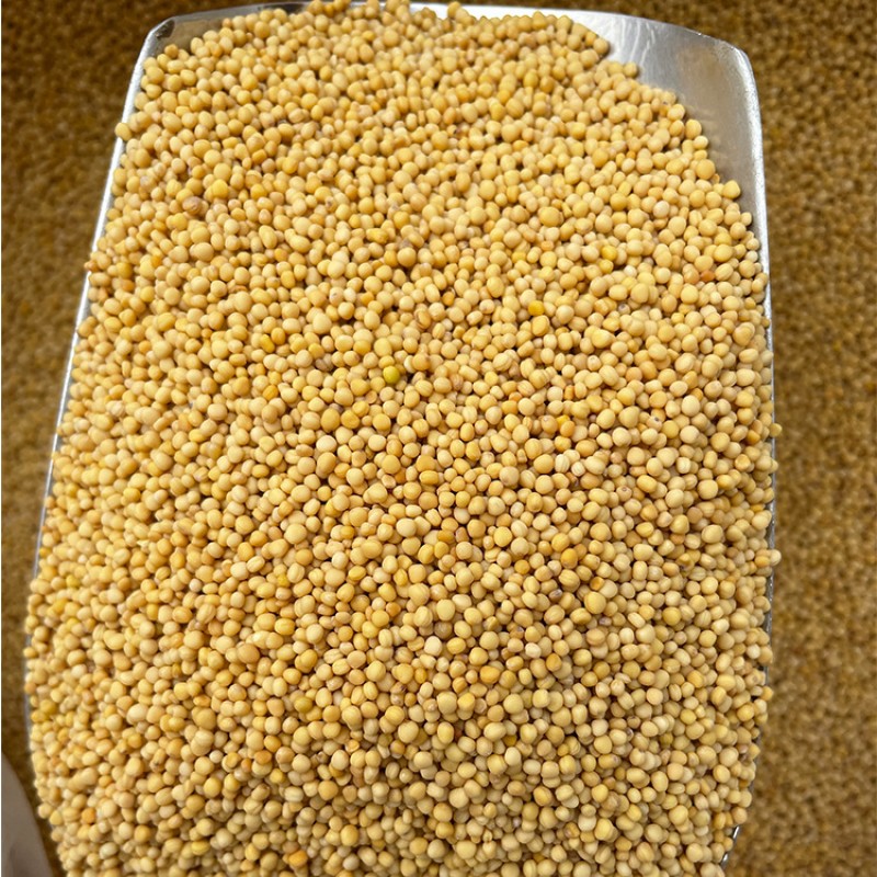 Brown Mustard Seeds Manufacturer - Best Quality