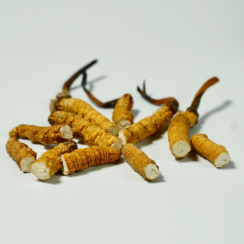 Cordyceps Herb Supplier - Chinese Raw Material