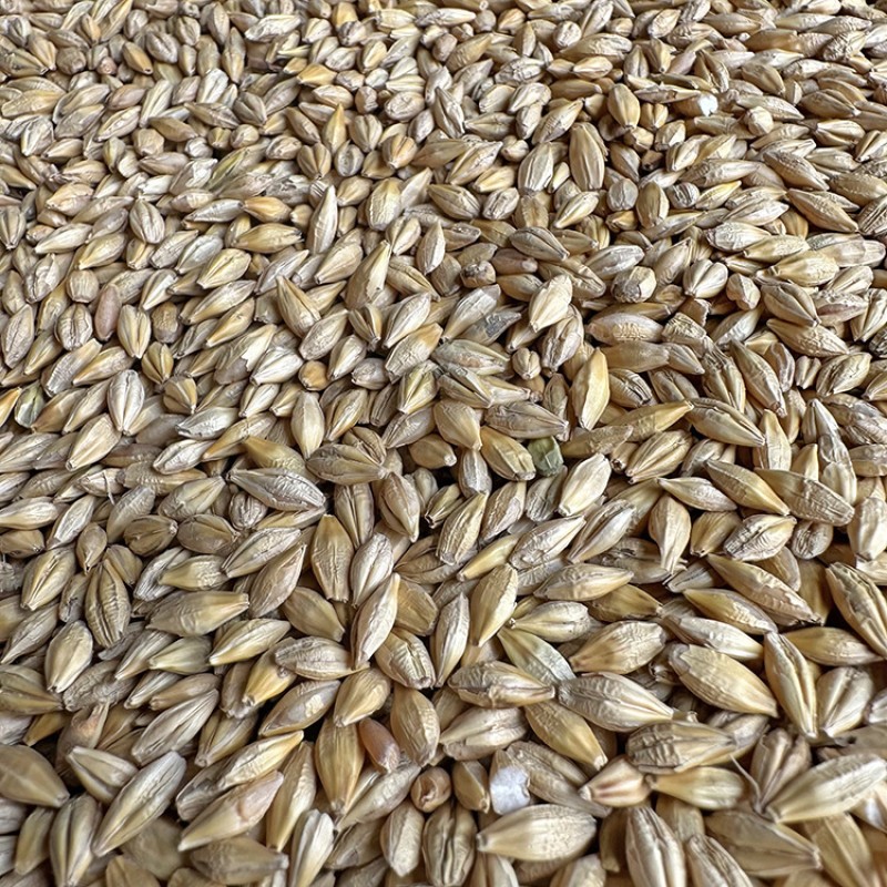 Barley Feed Manufacturer - Malt Grain Poultry