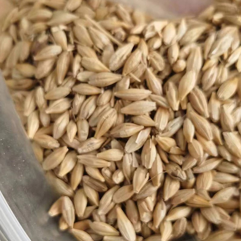 Barley Feed Manufacturer - Malt Grain Poultry